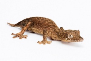 Uroplatus ebenaui, bébé